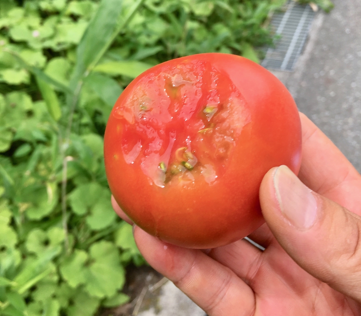 瑞々しくて甘くて美味いトマト