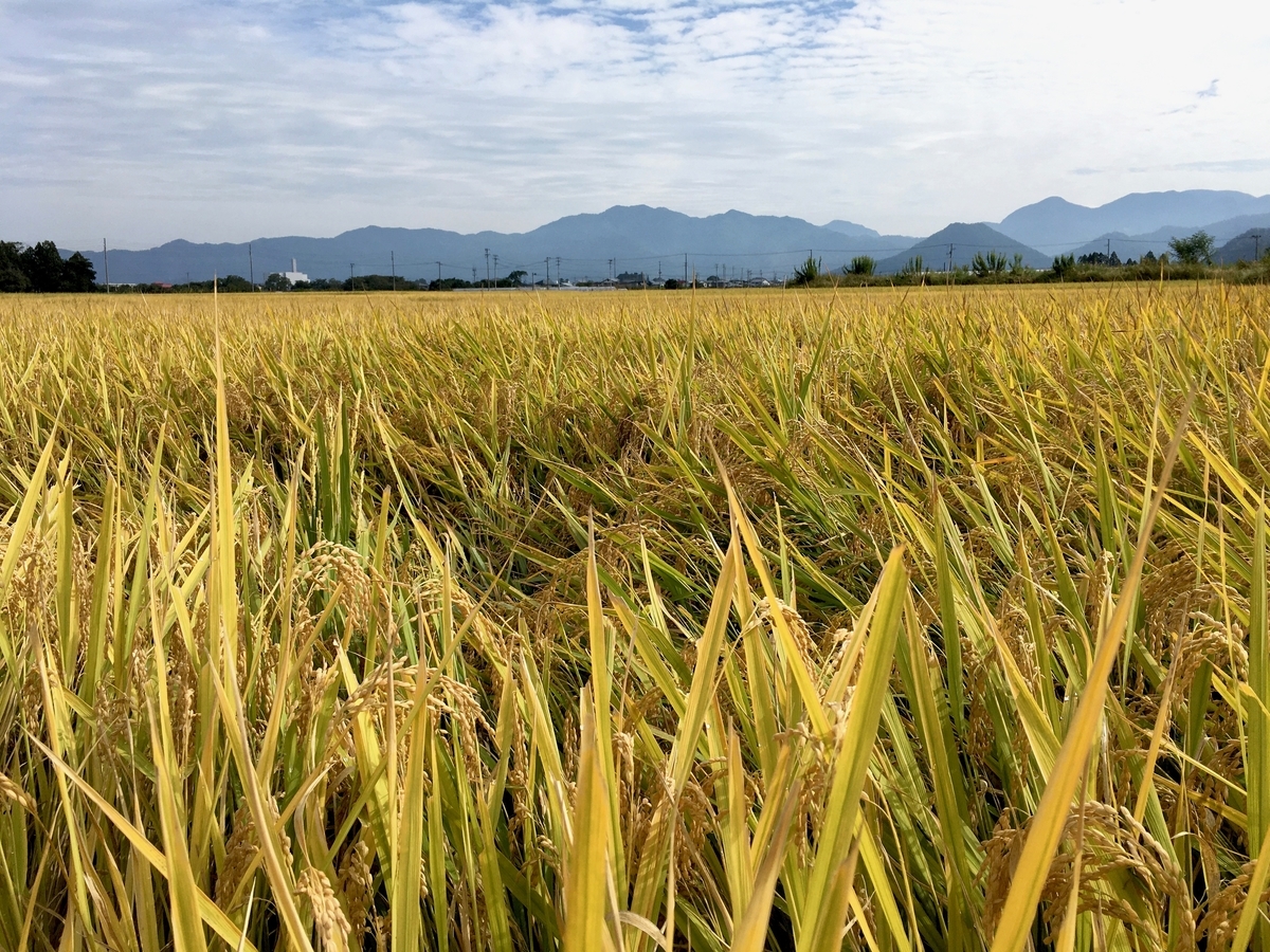 f:id:memomemokun:20191003221656j:plain