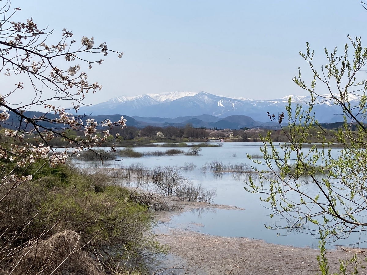 釜房湖の水没林