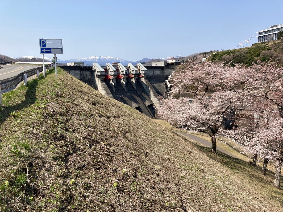 隠れた桜の名所、釜房ダムの斜面いっぱいに咲く桜