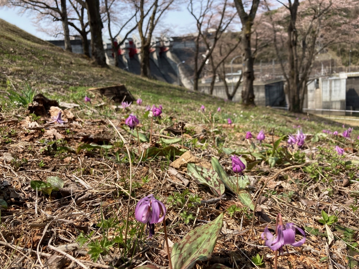 桜の下いっぱいに広がるカタクリの花々