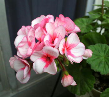 f:id:menchi24ak25:20130403132937j:image