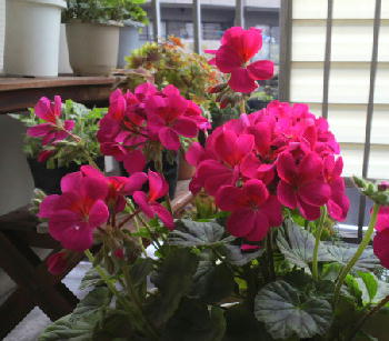 f:id:menchi24ak25:20130403133008j:image