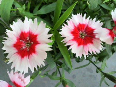 f:id:menchi24ak25:20130503120332j:image