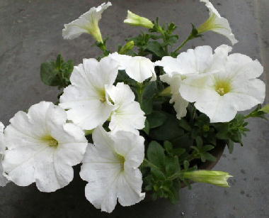 f:id:menchi24ak25:20130503120511j:image