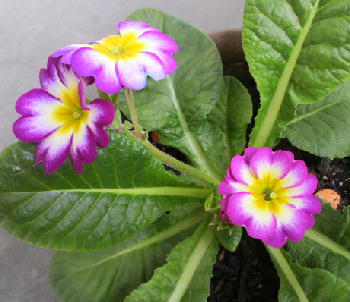f:id:menchi24ak25:20131109131758j:image