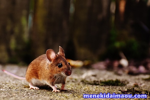 f:id:menekidaimaou:20170406220952j:plain f:id:menekidaimaou:20170406220952j:plain