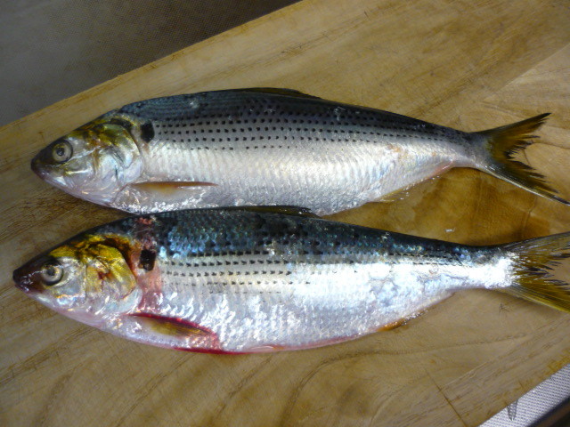 f:id:menkui375:20160327131557j:image