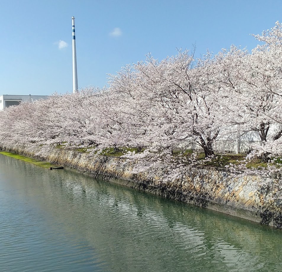 f:id:menkui375:20220404110834j:plain