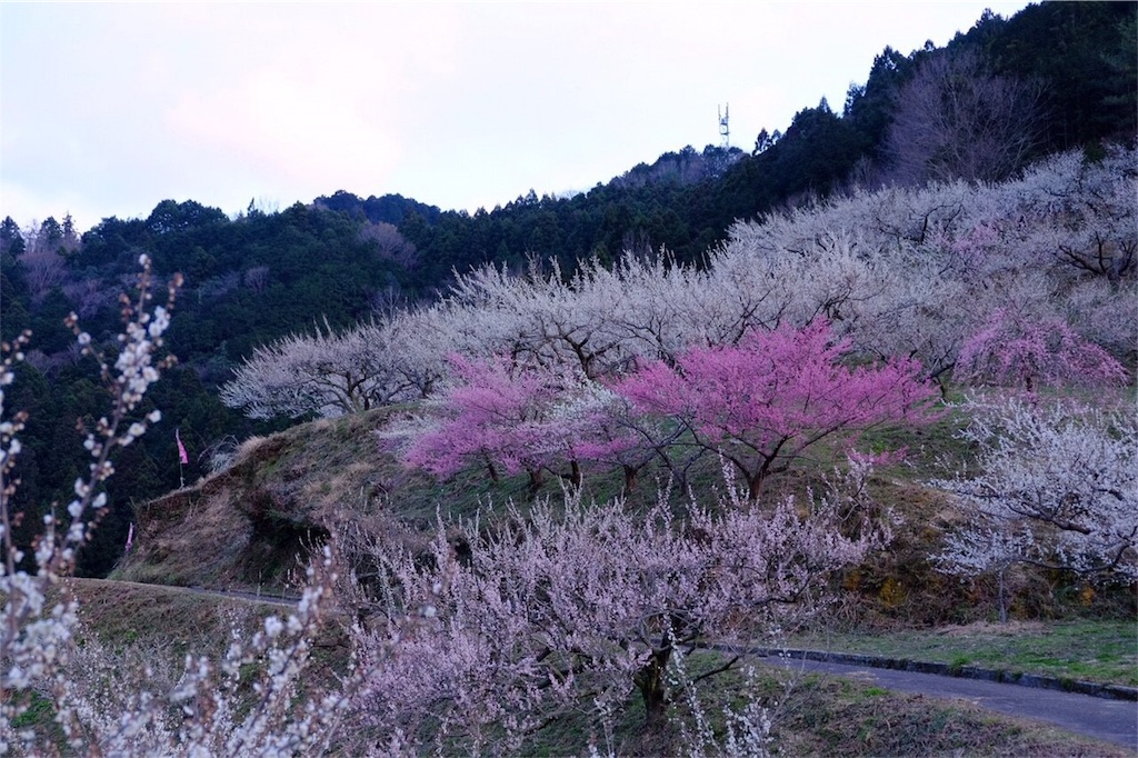f:id:menono:20170411001140j:image f:id:menono:20170411001140j:image
