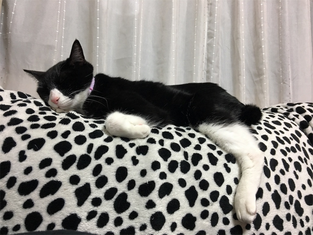 f:id:meow_mewmew:20170627131702j:image f:id:meow_mewmew:20170627131702j:image