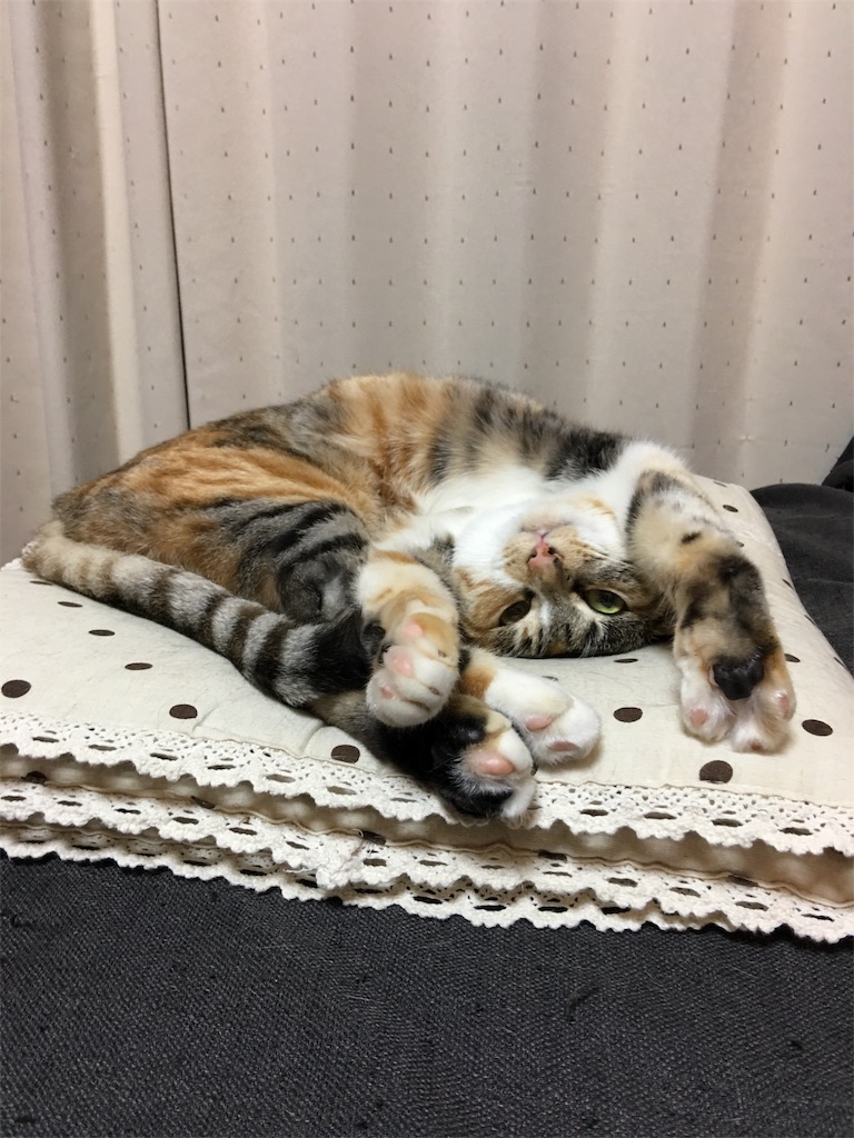 f:id:meow_mewmew:20170627131751j:image f:id:meow_mewmew:20170627131751j:image