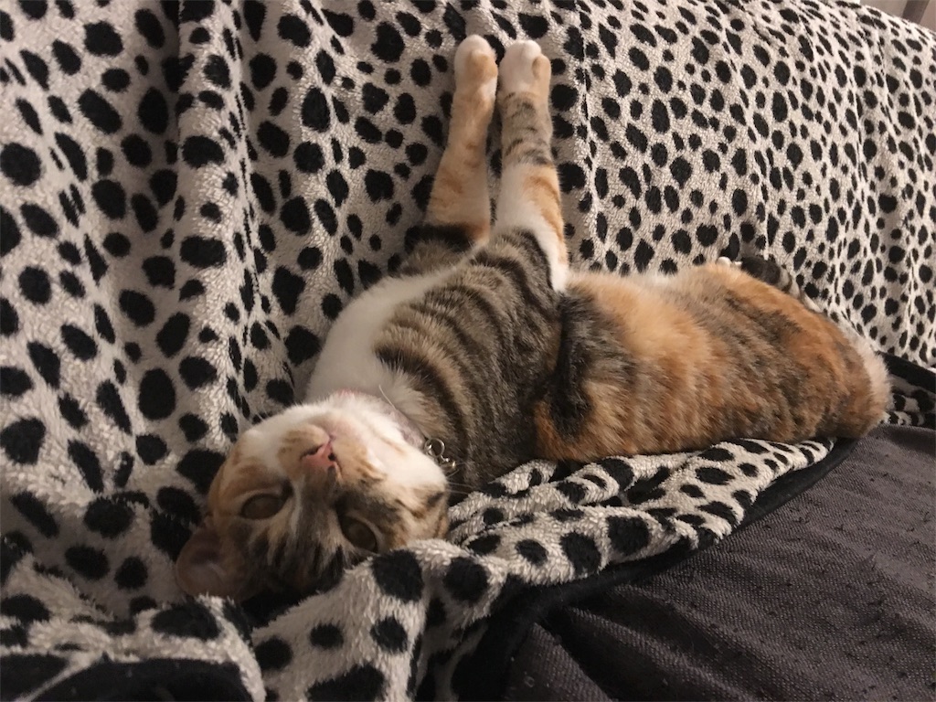 f:id:meow_mewmew:20170627131910j:image f:id:meow_mewmew:20170627131910j:image