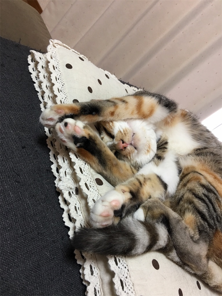 f:id:meow_mewmew:20170627131921j:image f:id:meow_mewmew:20170627131921j:image