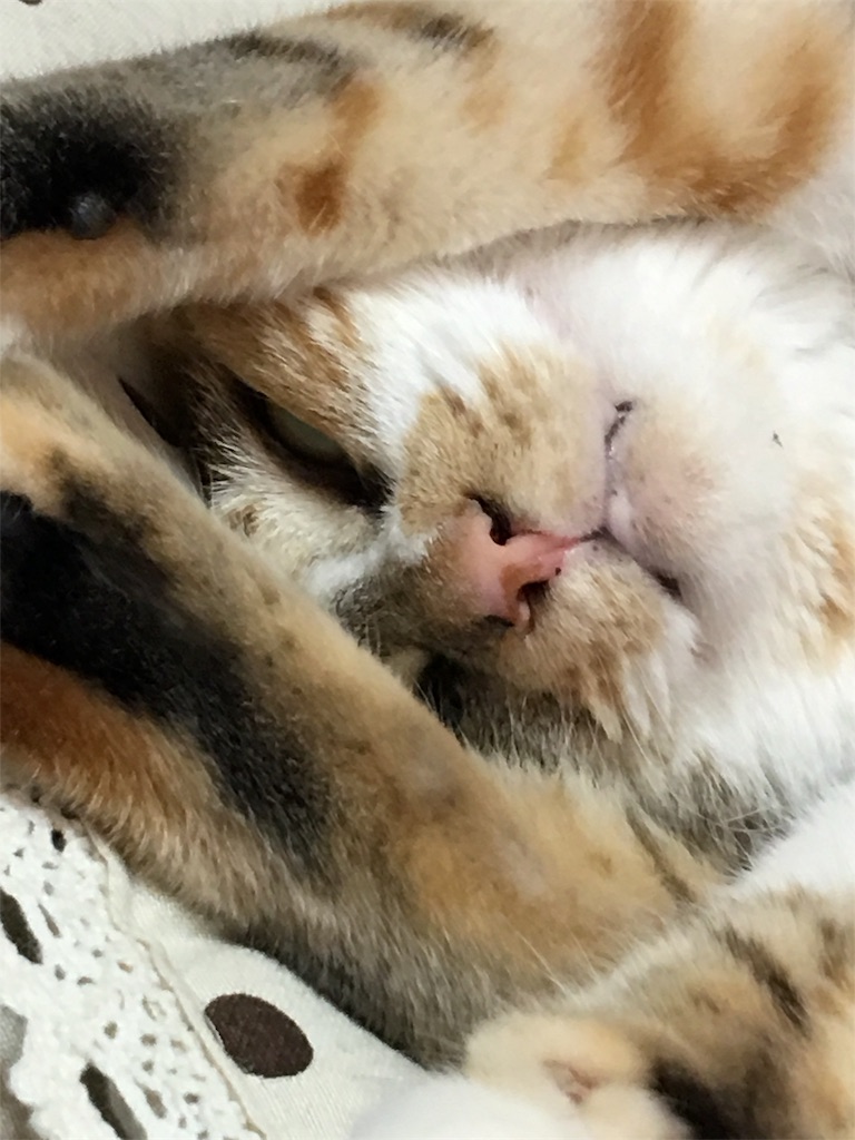 f:id:meow_mewmew:20170627131932j:image f:id:meow_mewmew:20170627131932j:image
