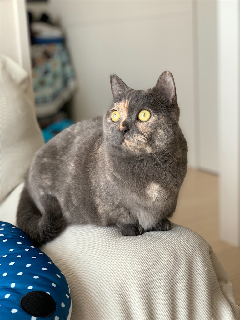 悪いことは連鎖するんですよね あずきとあられ サラリーマンと猫