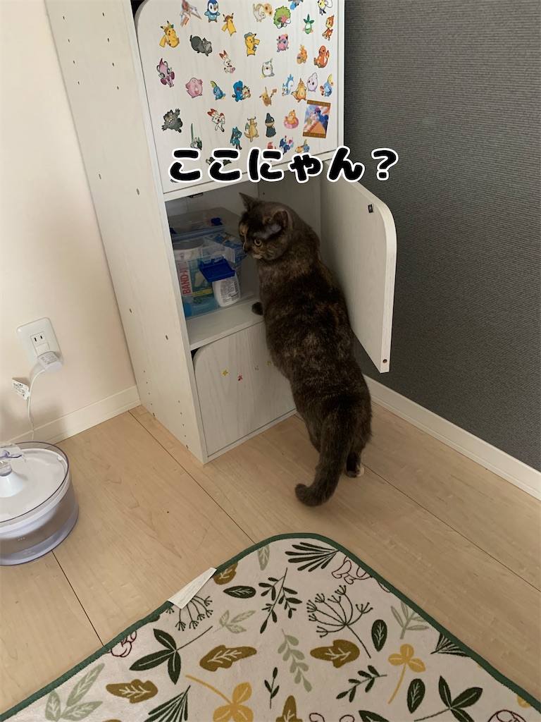 f:id:meowman:20220423213754j:image
