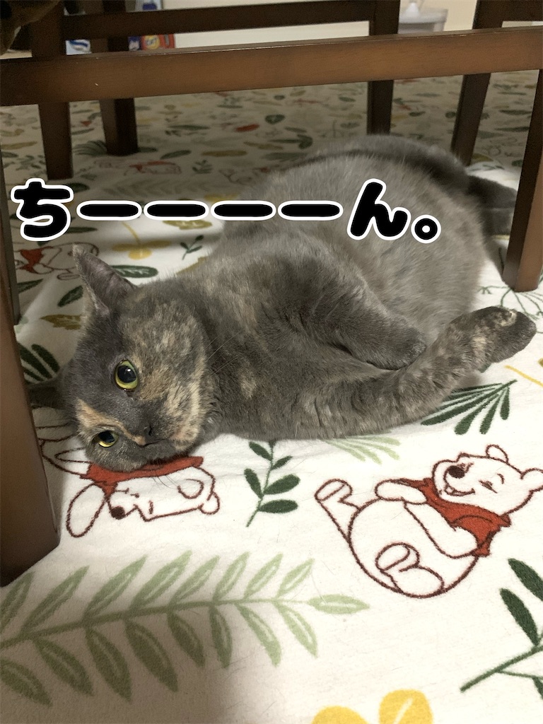 f:id:meowman:20220423214939j:image