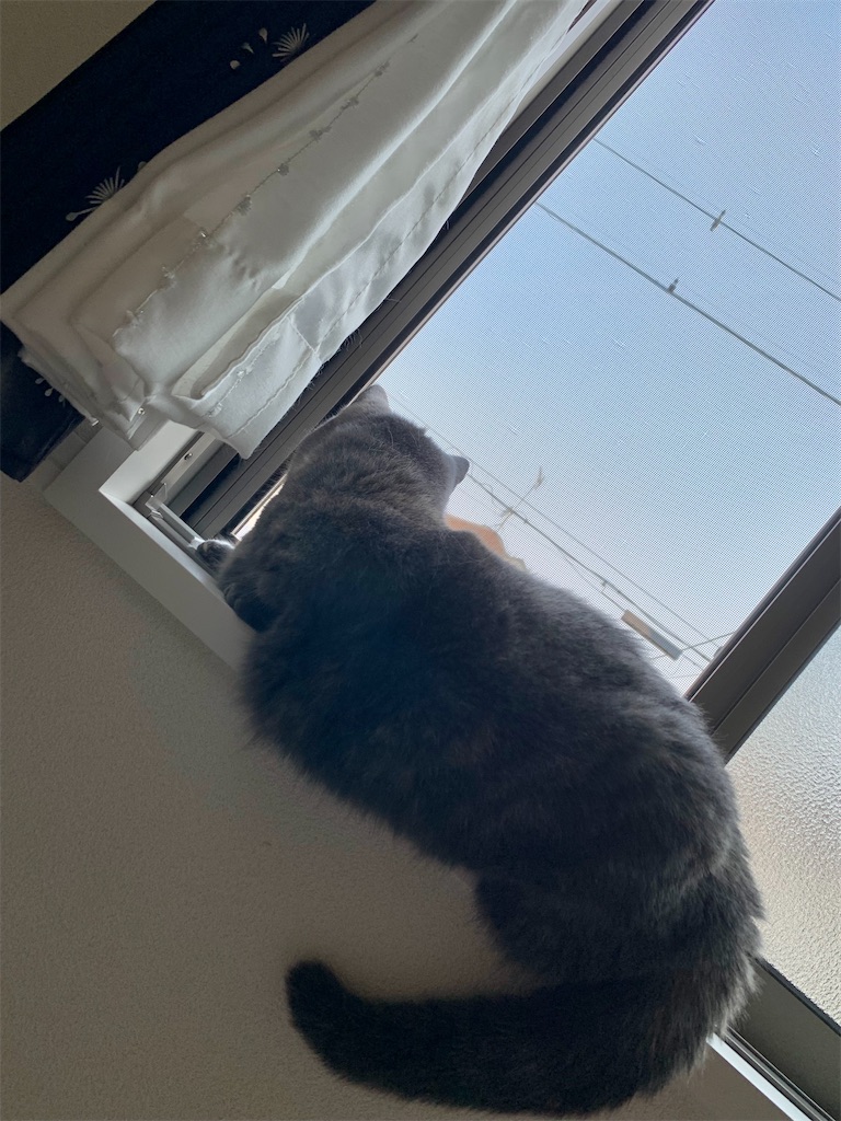 f:id:meowman:20220619205953j:image