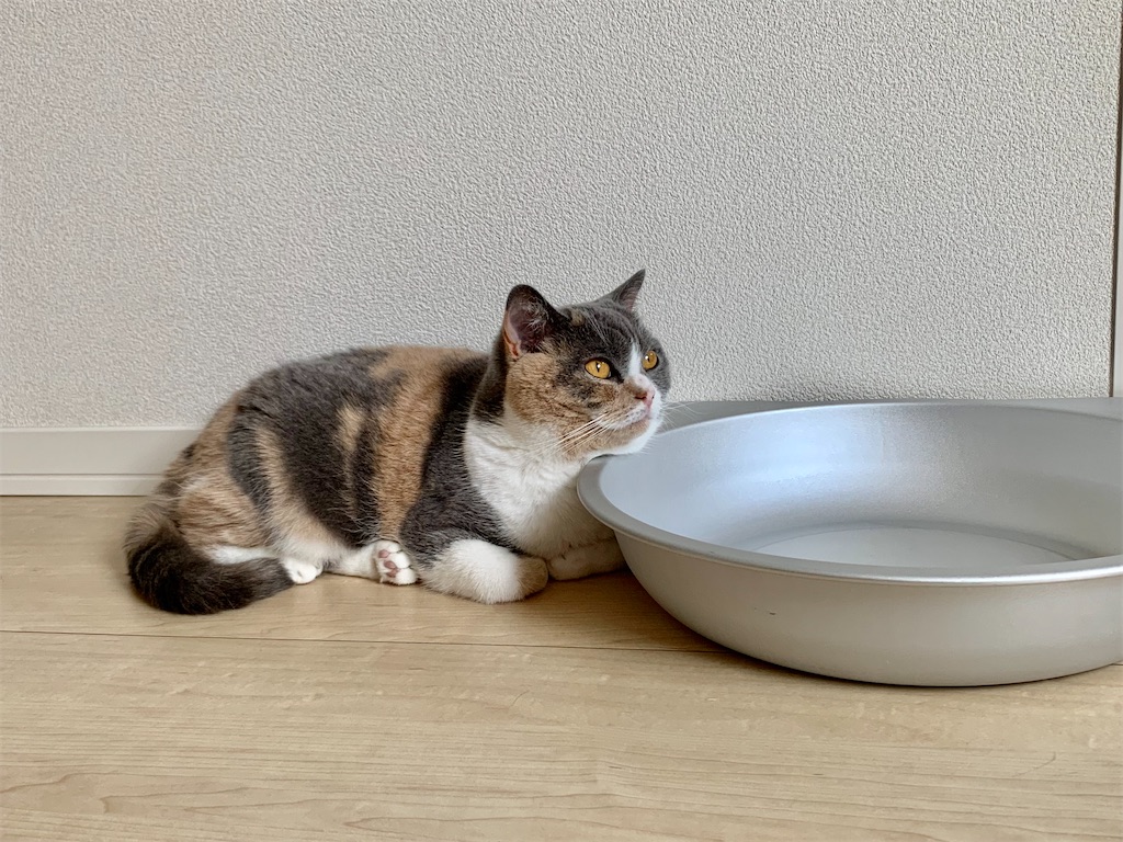 f:id:meowman:20220619205956j:image