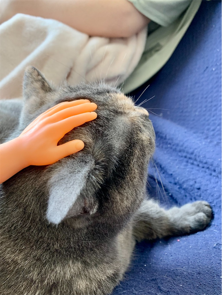 f:id:meowman:20220619210000j:image