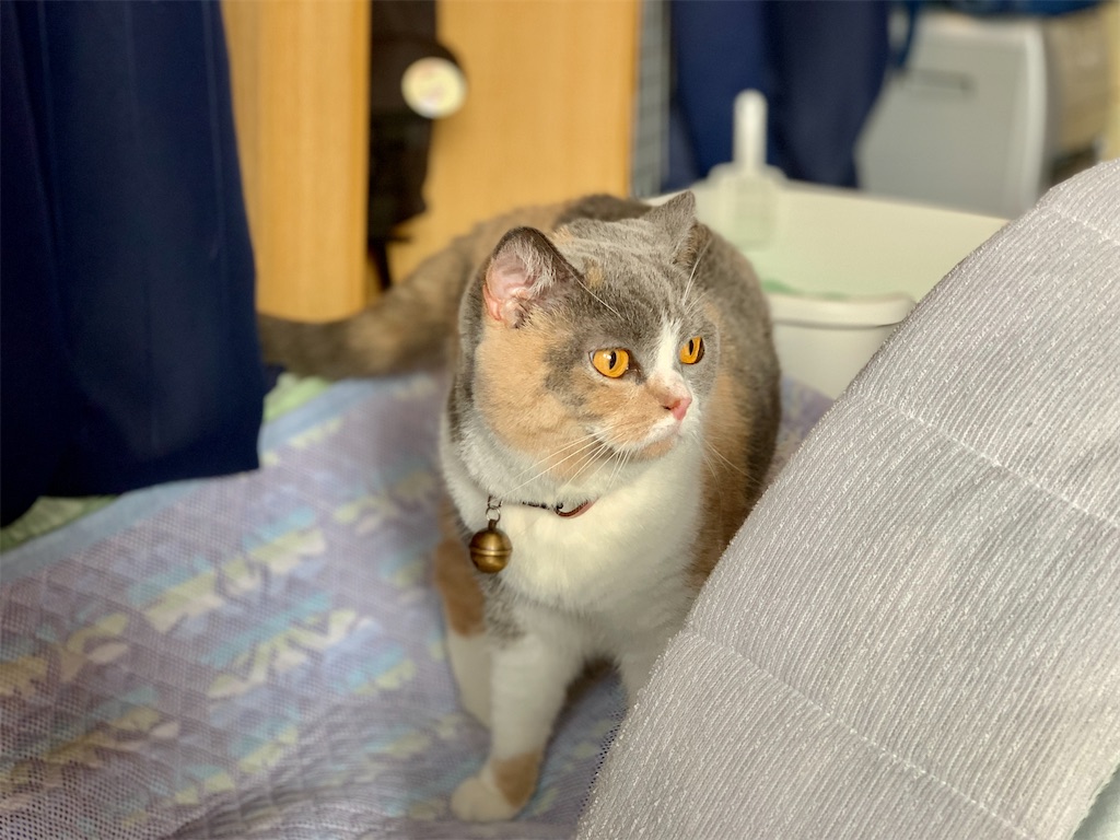 あずきとあられ サラリーマンと猫