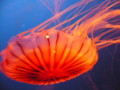 20100503010430