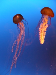 20100503010431