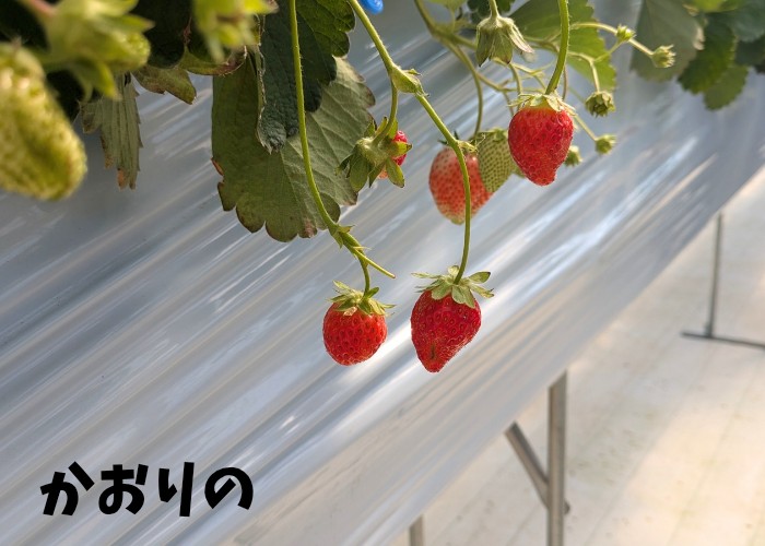 f:id:merci1206:20260326091246j:image