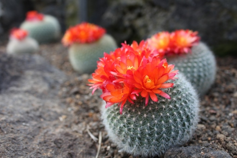 f:id:merci3:20150211172542j:plain