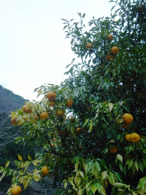 f:id:merci3:20161021220459j:plain f:id:merci3:20161021220459j:plain