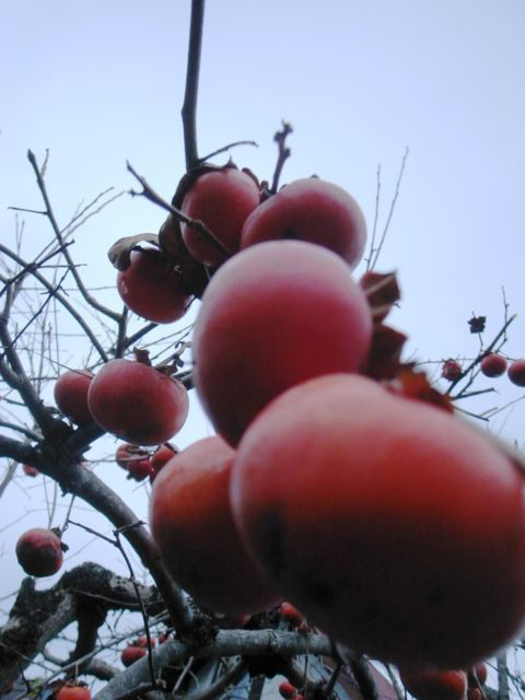 f:id:merci3:20161021220655j:plain f:id:merci3:20161021220655j:plain