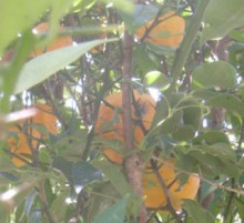 f:id:merci3:20170104221412j:plain