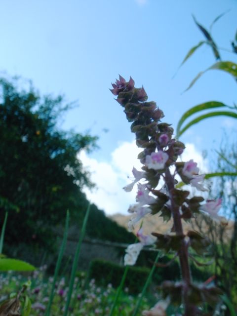 f:id:merci3:20170111192209j:plain