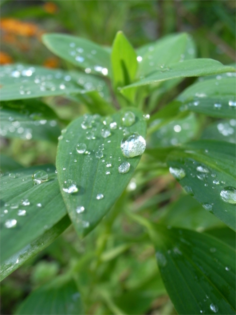 f:id:merci3:20170111192240j:plain