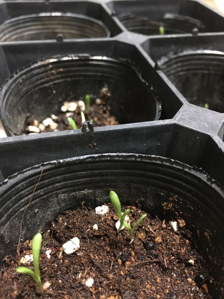 f:id:merci3:20210830083844j:plain