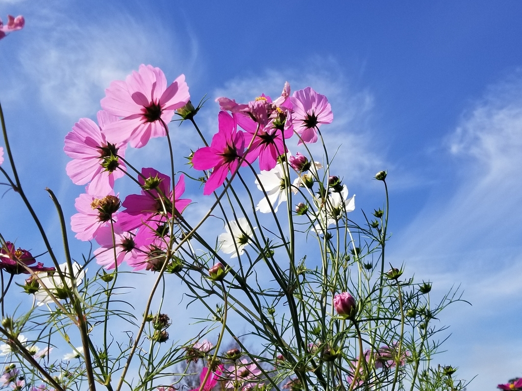 f:id:mercy0707:20181028140151j:plain f:id:mercy0707:20181028140151j:plain