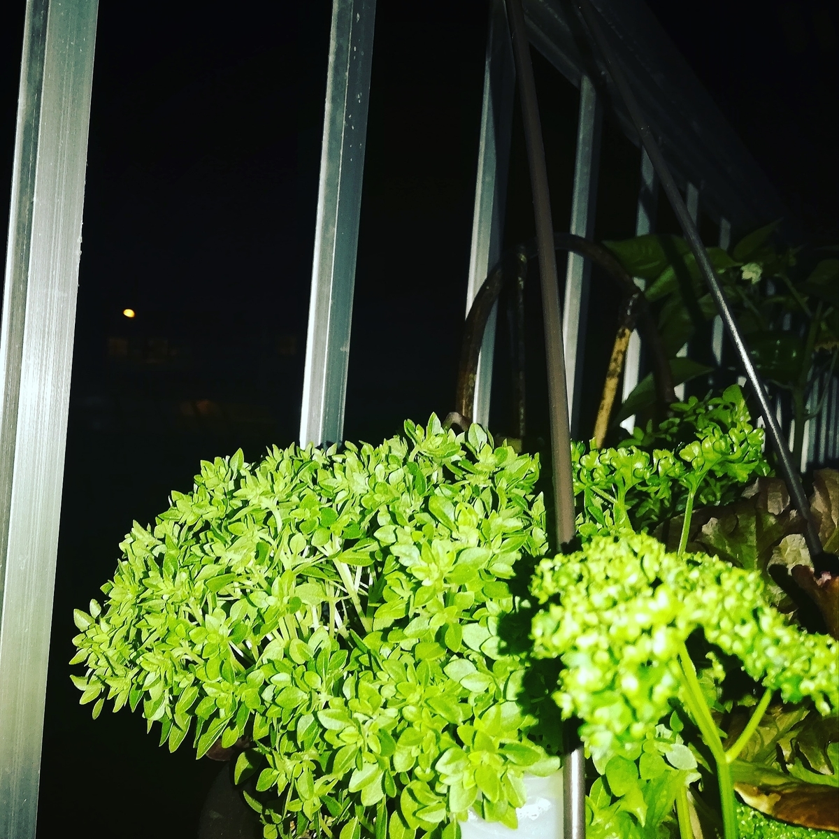 f:id:mercy0707:20190629201303j:plain f:id:mercy0707:20190629201303j:plain