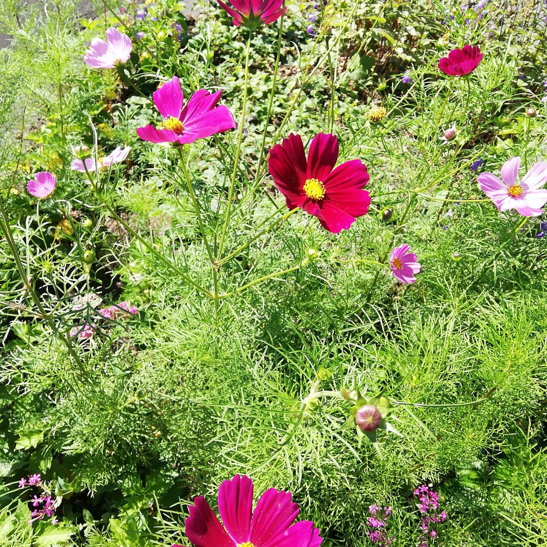 f:id:mercy0707:20190708163037j:plain f:id:mercy0707:20190708163037j:plain