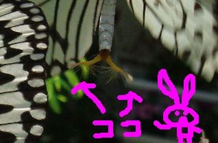 f:id:mereco:20070322191000j:image f:id:mereco:20070322191000j:image