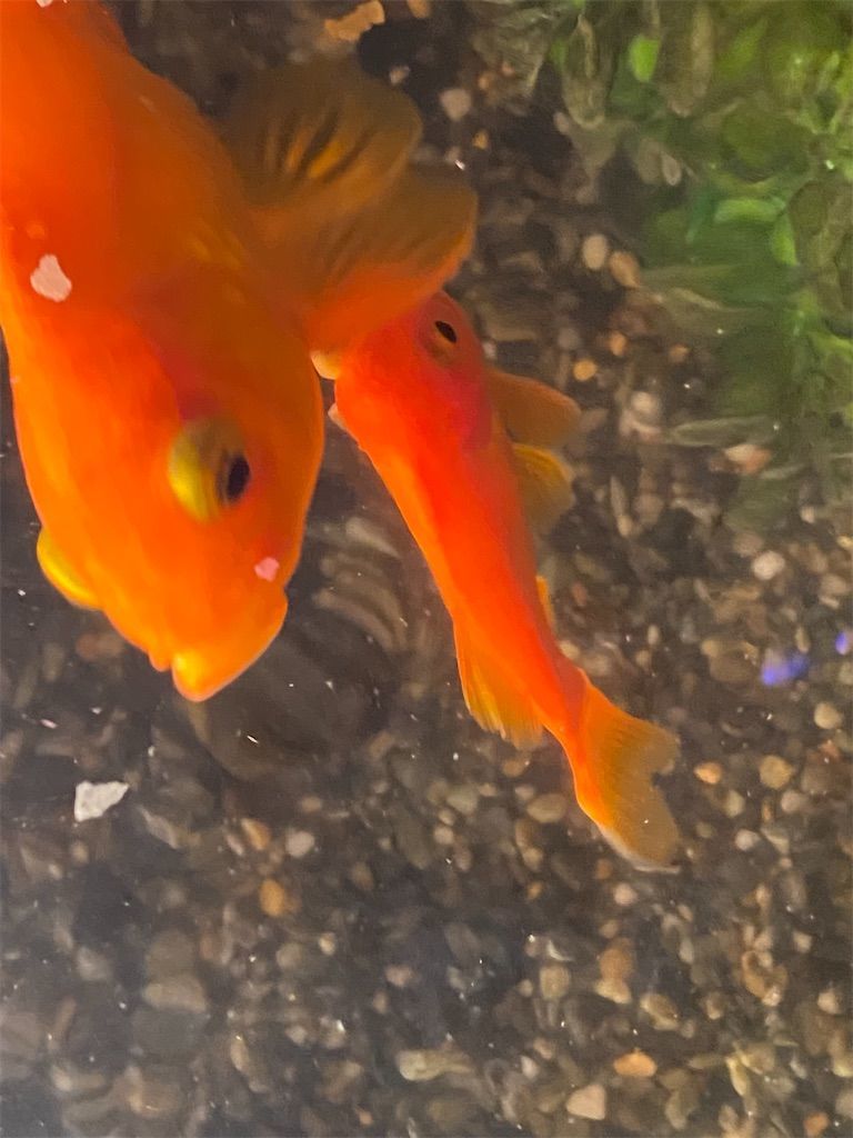 古株の金魚 コツメの母さん 今日は何かやってみよう