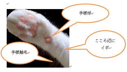 f:id:merikenkoac:20191220123842j:plain