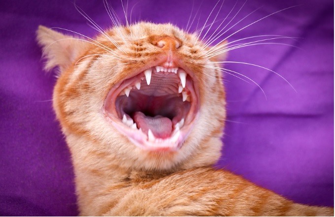 f:id:merikenkoac:20200430094813j:plain f:id:merikenkoac:20200430094813j:plain