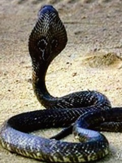 f:id:merkun:20190501125350j:plain