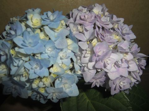 f:id:merody1010:20120601062543j:image f:id:merody1010:20120601062543j:image