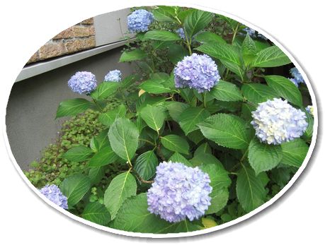 f:id:merody1010:20120605105541j:image f:id:merody1010:20120605105541j:image