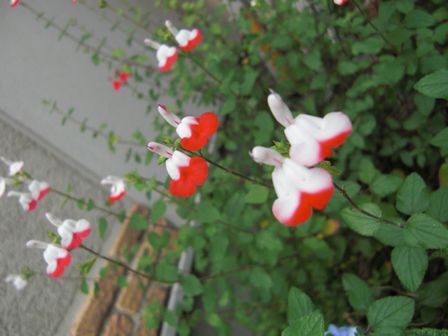 f:id:merody1010:20120605105704j:image f:id:merody1010:20120605105704j:image