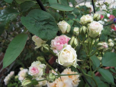 f:id:merody1010:20120609145757j:image f:id:merody1010:20120609145757j:image