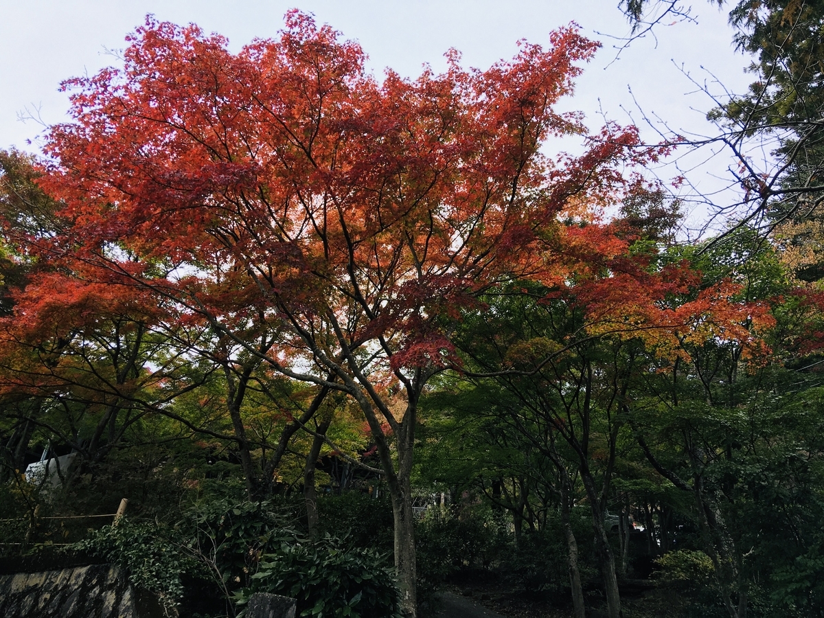 f:id:merry0827:20191117155910j:plain f:id:merry0827:20191117155910j:plain