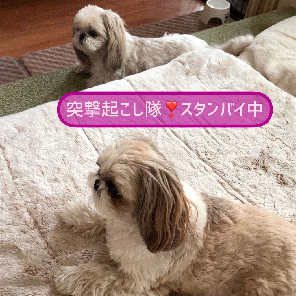 f:id:merry_saku:20220321195841j:image